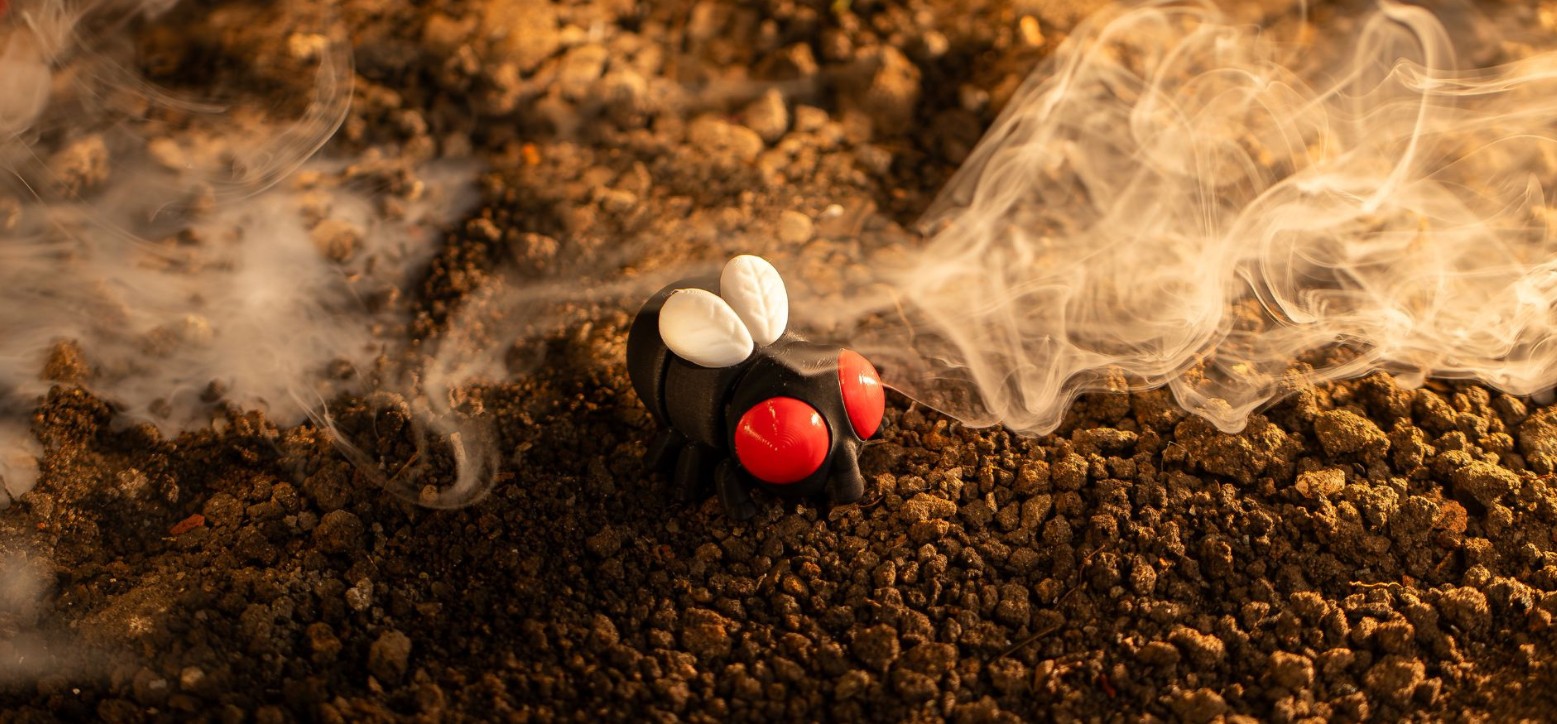 Fly
